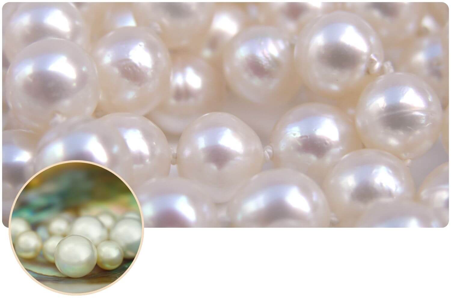 Was kostet eine Muschel Perle? Faktoren, die den Preis bestimmen