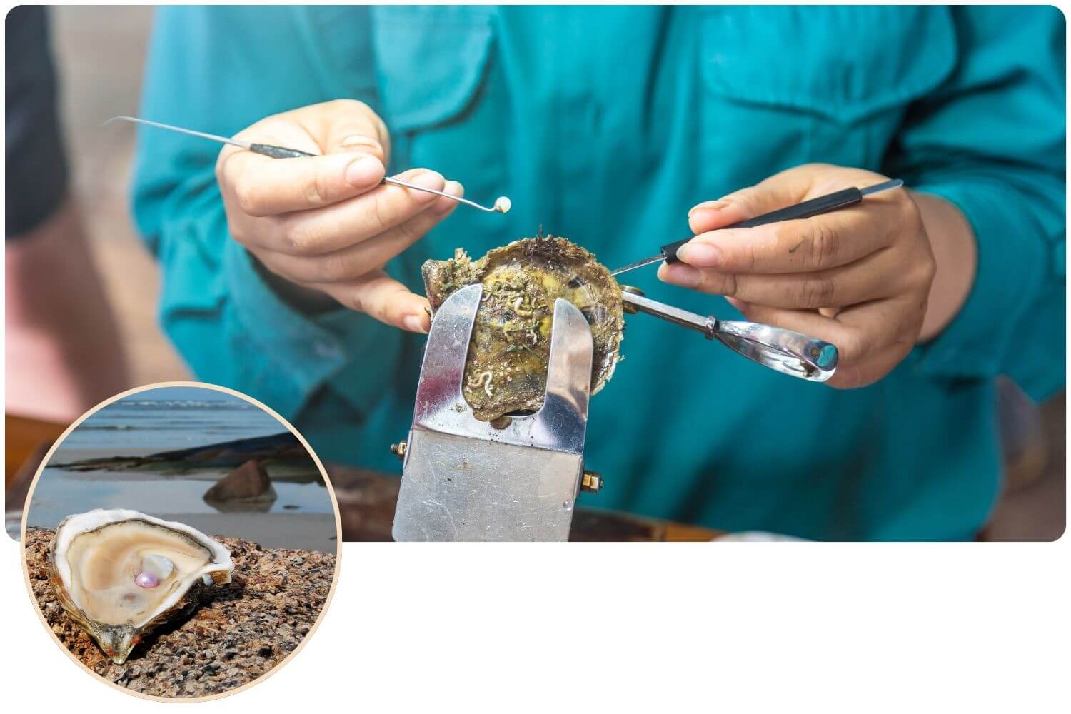 Wie Entsteht Eine Perle In Der Muschel wunschperlen.de