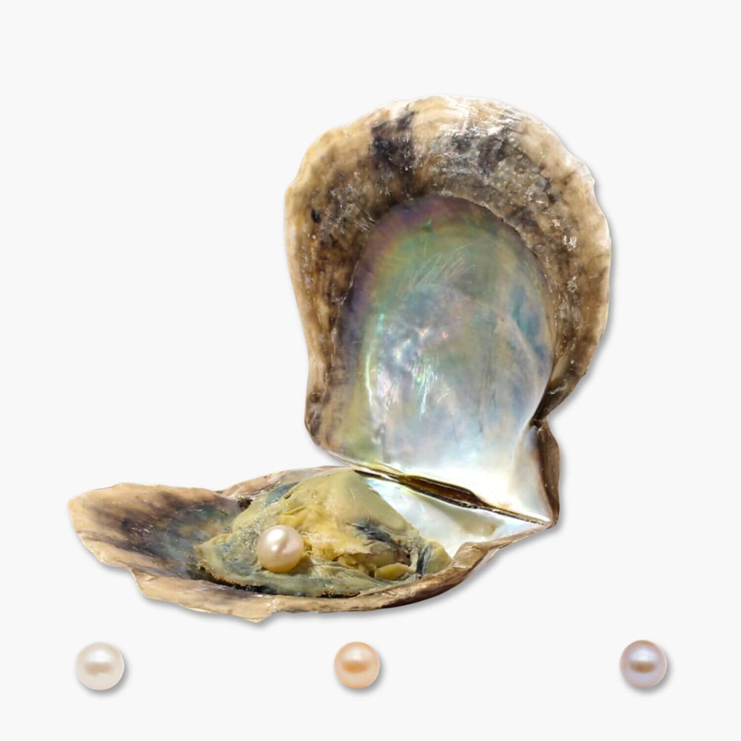 1x extra Auster (Natürliche Perlenfarbe)