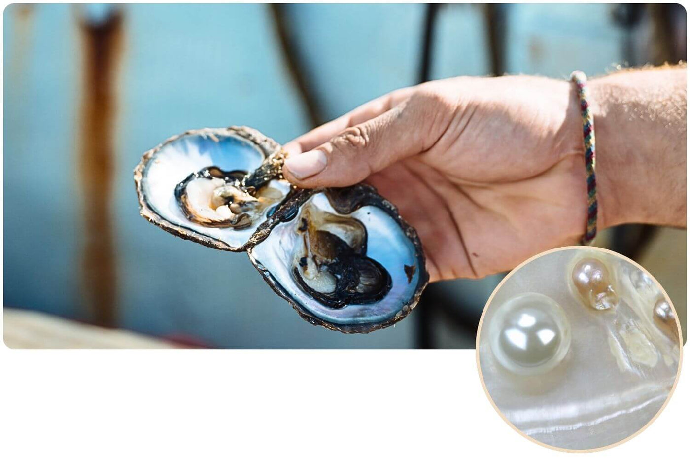 Wie Entsteht Eine Perle In Der Muschel wunschperlen.de